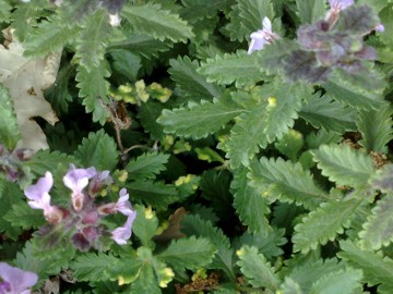 Una Lamiacea a cuscino - Teucrium chamaedrys